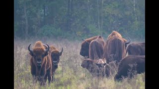 De Poten van de Bizon - teaser