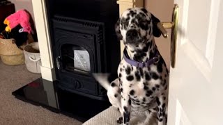 Cute Dalmatian gives mommy a sweet hug after she gets angry with it