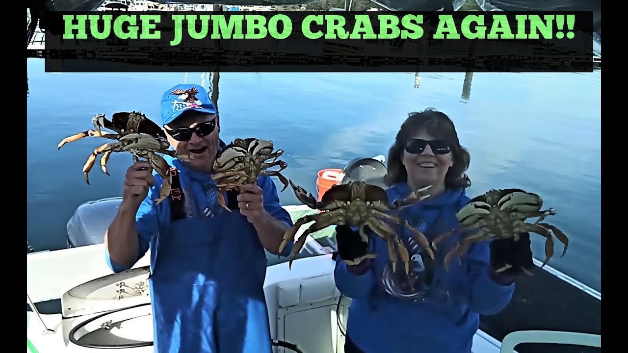 Huge Jumbo Crabs Again Youtube
