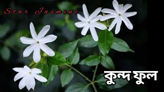 কুন্দ ফুল গাছের পরিচর্যা ও পরিচয় | তারা জুঁই |  Star Jasmine | কুন্দ ফুল |