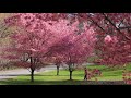 mondaymeditation okame cherry trees along the reservoir