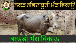 ਤੋਕੜ ਗੱਭਣ ਬੂਰੀ ਮੱਝ ਵਿਕਾਊ, brown buffalo for sale in punjab