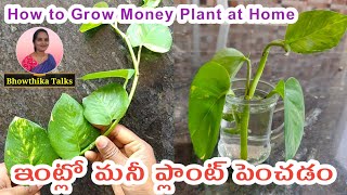 ఇంట్లో మనీ ప్లాంట్ పెంచడం | How to Grow Money Plant at Home | Grow Money Plant from Single Leaf