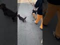 【多頭飼い】みんなでお散歩！