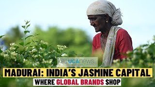 India’s Jasmine Capital Madurai powers global perfume market