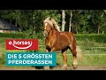 Top 5 der größten Pferderassen