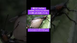 【ASMR】クルミハムシはクルミの葉っぱに生息している。 #sdgs #クワガタ #asmrsounds #asmr #虫の声 #bug #love #カブトムシ #god #ytshorts