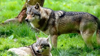 Wolves appeared a hundred million years ago. They live up to fifteen years.🐺🐺🐺