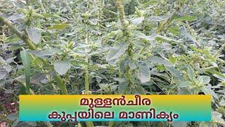 മുള്ളൻ ചീര .ഇത്രയും ഗുണങ്ങളോ