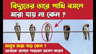 বিদ্যুতের তারে পাখি বসলে মারা যায় না কেন | পাখিরা কেন বৈদ্যুতিক শক খায় না