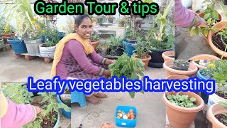 Leafy vegetables harvesting // garden tour \u0026 tips // తోట కూర // Gardening