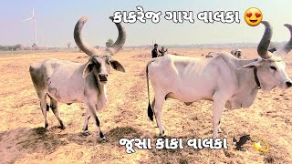 શૂ તમે જોઈ છે?? 5 લાખ વાડી ગાયો તો  જૂસબ કાકા ની ગાયો ..💫