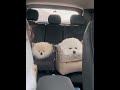 바다보러가는길 귀요미옆에 귀요미 강아지 pomeranian puppy cute 강아지브이로그 강아지일상 반려견 귀여워