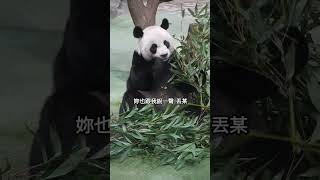 圓圓不滿圓仔帶圓寶出去吃切仔麵 #panda #memes #熊猫 #爆笑 #苗可麗