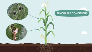 Breaking Down the Tar Spot Lifecycle