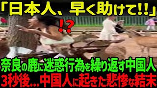 【海外の反応】「鹿が中国人だけ襲ってる？」奈良公園で中国人のマナーが最悪、温厚な鹿が中国人に反撃した結果…