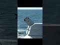 shortsvids ciws ak 630 duet in action shorts