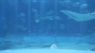 [HD]Okinawa Churaumi Aquarium  1080 HD 沖縄美ら海水族館　大水槽