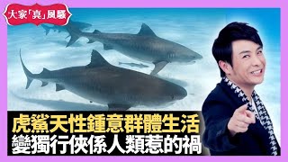 梁思浩分享 虎鯊天性鍾意群體生活 研發揭獨行俠係人類惹的禍 大象、野牛群居趕走孤立同類 - LIVE 大家真瘋Show 梁思浩 韓君婷 李思蓓 20210906