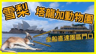 近距離接觸澳洲野生動物｜雪梨塔隆加動物園一日遊｜Taronga Zoo Sydney｜Vlog