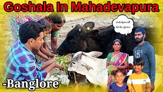 పశువులంటే మాకు ప్రాణం | Mahadevapura Goshala, Banglore