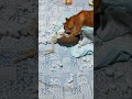 先代犬のぬいぐるみを破壊　 shorts 柴犬