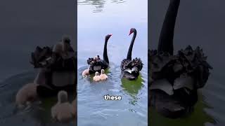 Black Swan Fact #shorts  #shortsvideo  #animals #cute#funny