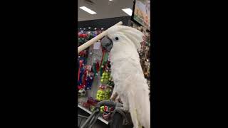 Cockatoo Shopatoo - Let's check out dog toys!