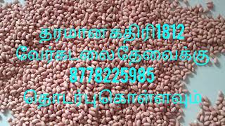 கதிரி 1812 | வேர்கடலை | groundnuts | வேர்கடலை சாகுபடி முறை