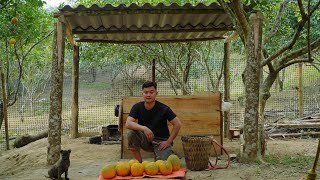harvesting Pomelos and Rebuilding My Farm Kitchen