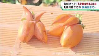 変形した柿の実が多く特産ころ柿の出荷量が１割か　宮城・丸森町