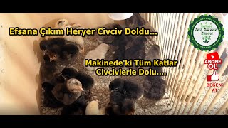 Kuluçka Makinesinden Civciv Çıkımı,/ Kümes Hanemiz Civcivlerle Doldu,/ Çıkımda Elektrik Kesildi,