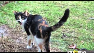 JoytvNews - LAPS Kittens 2014