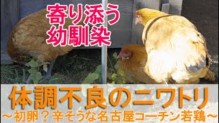 体調不良のニワトリ～目を閉じて辛そうな初卵が近付いた名古屋コーチン若雌鶏～