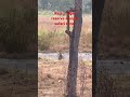 raja ji tiger reserve ranipur gate land of leopards viralvideo wildlife rajajinationalpark