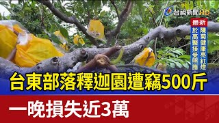 台東部落釋迦園遭竊500斤 一晚損失近3萬