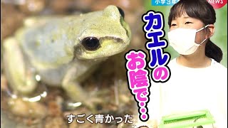 青いアマガエル発見！小3女子に幸せ舞い込んだ