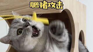 【布丁仔和泡芙妹的一天】万万没想到我家猫爱偷看的原因居然是！！！