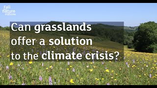 Grasslands as a climate solution