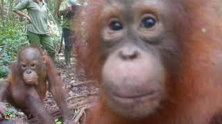 3 New Orangutans Rescued: Segi, Spencer and Rabia