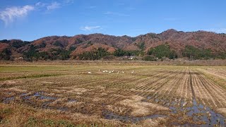 村上市に行って来ました。