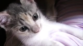 子猫保護　飼い主の膝の上で甘える寧々