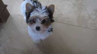 Biewer Yorkshire Terrier 4 Sale