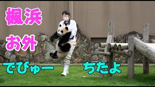 【大っきめの楓ちゃん屋外デビュー】アドベンチャーワールド楓浜良浜🐼親子公開屋外デビュー