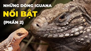 Những Dòng Iguana Nổi Bật Trên Thế Giới - Phần 2 | Nam Ngô