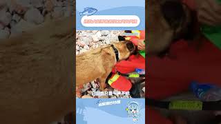 生而為狗，卻長成了蓋世英雄的模樣。#搜救犬 #救災 #狗狗