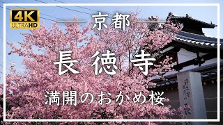 春の京都・桜 〜 長徳寺 〜 三月中旬、門前の「おかめ桜」が人気の観桜スポットのお寺。近時、人気急上昇中です [No.421]