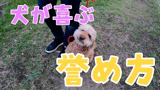 犬が喜ぶ褒め方や遊び方について！訓練競技会チャンピオン犬のきなこの場合。