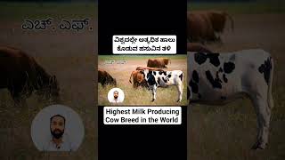 Highest Milk Producing cow in the world #cow #milk #dairy #hf #hfcow #farming #ರೈತ #cattle #farm