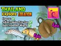 EXPLORE THAILAND - GIANT FRESHWATER WHIPRAY - JULLIEN'S GOLDEN PRIZE CARP - EMPURAU